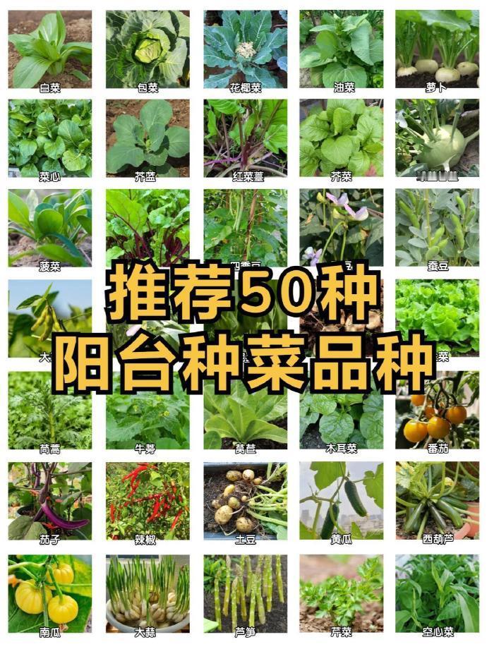 可以在阳台种植的50种蔬菜。 