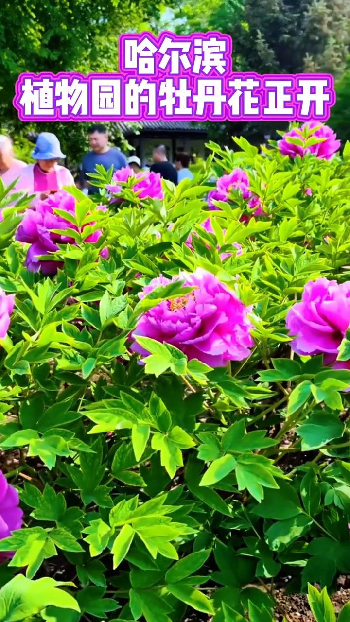哈尔滨植物园的牡丹花正开。