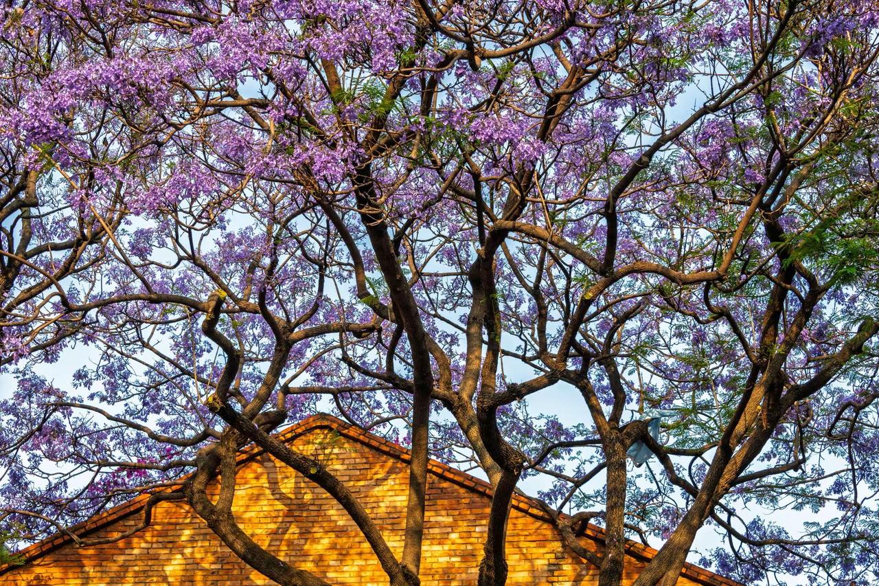 昆明教场中路蓝花楹。昆明教场中路蓝花楹