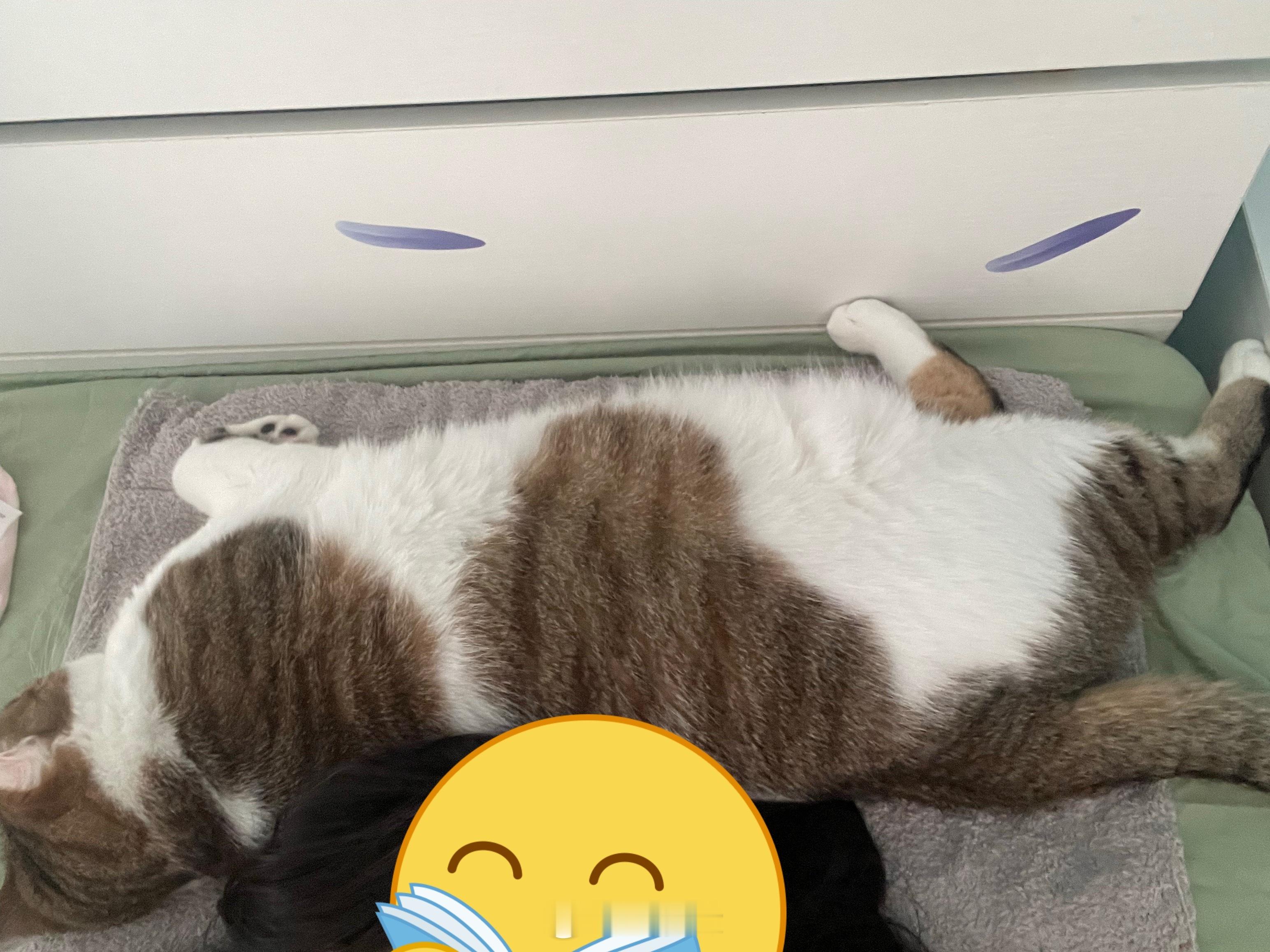 猫在其上 ​​​