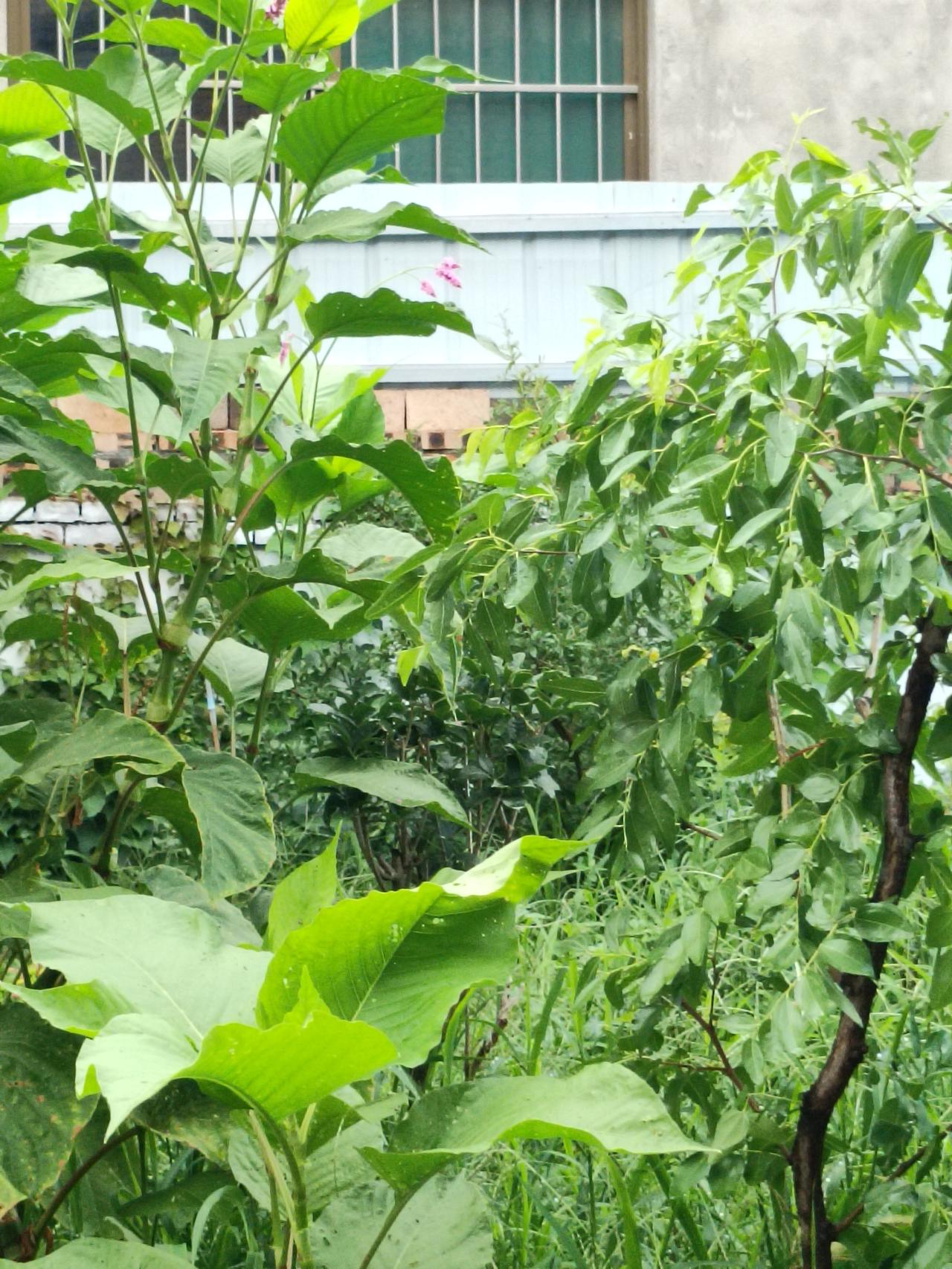 我的今日状态：😁轻松愉快
我这里的天气：☀️晴天花无言，草不语，默默蓬勃向上。