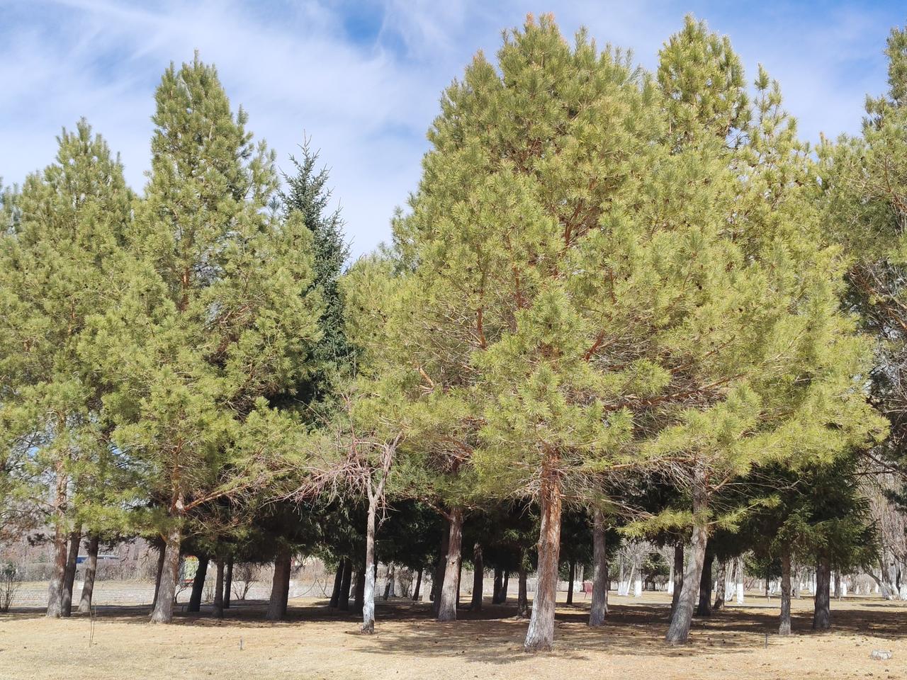 每年冬天，能把绿色带给大地的，只有松树！