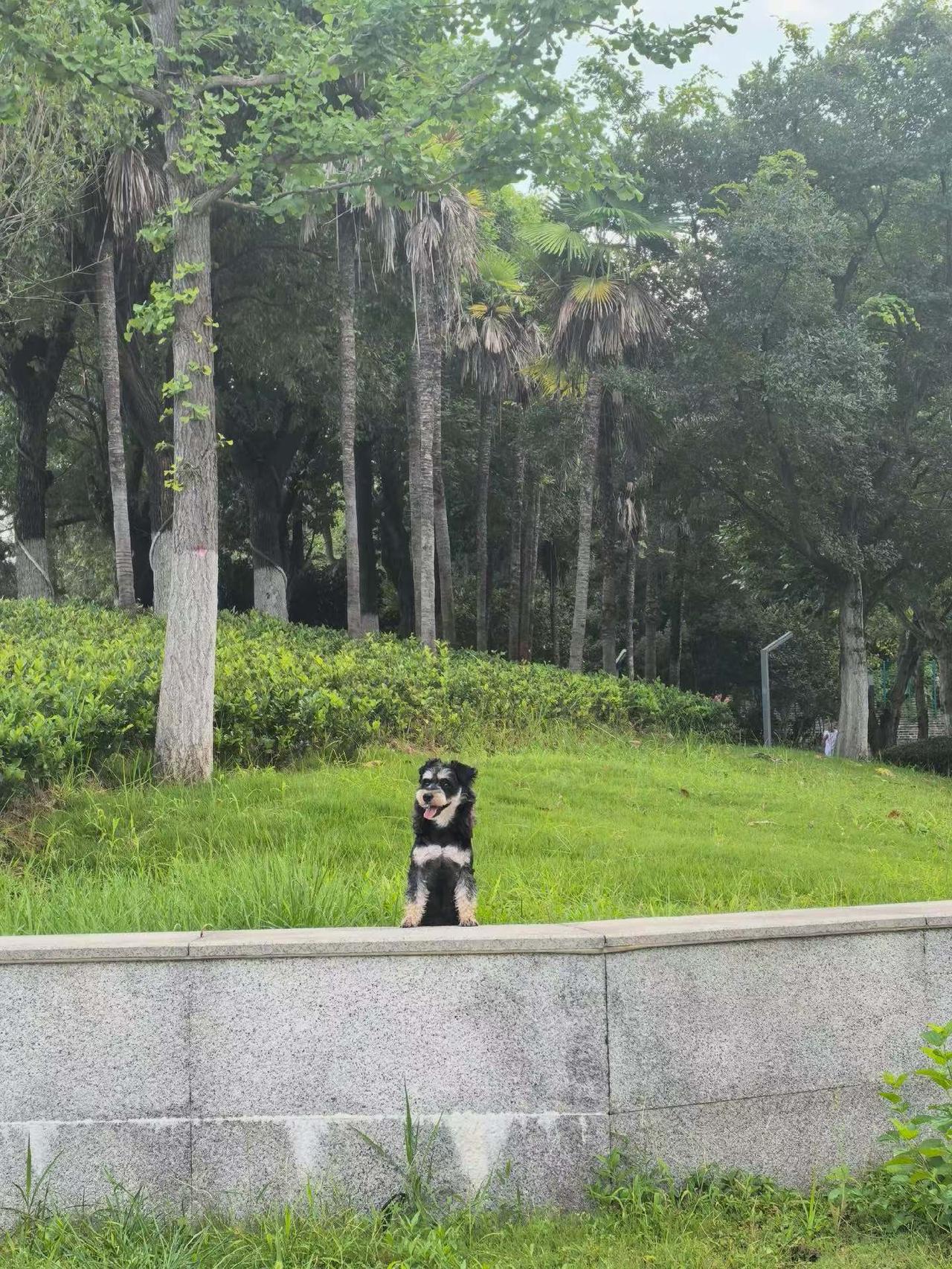 （手机随拍）
孤独的守望者
这就是我早起闹钟
365天风雨无阻……