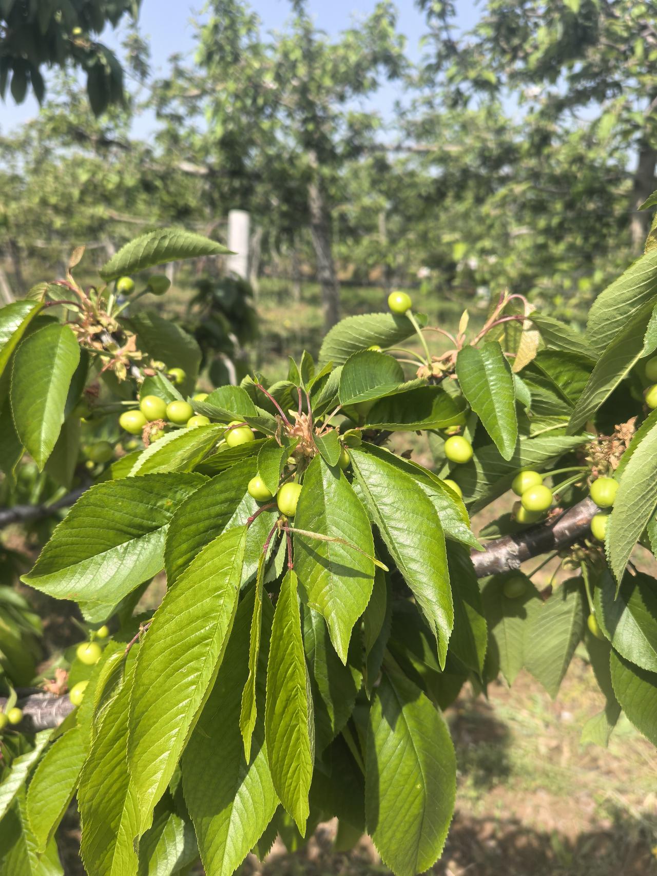 早晨到卫星测控中心外转了一圈，发现附近的果子似乎还行，没有因为低温雨雪受冻。