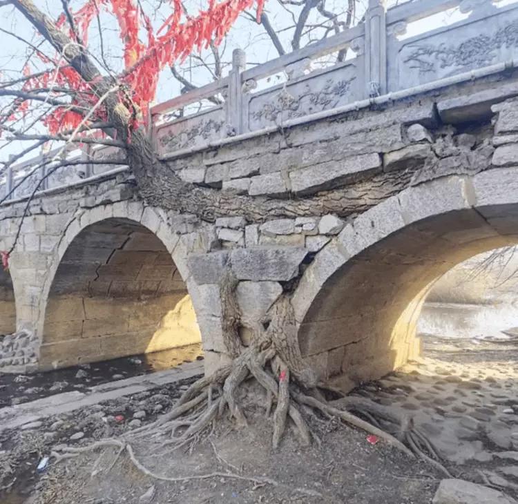 安徽宿州埇桥区曹村镇三环村有个超神奇的景观——“树驮桥”。这是一座明代石桥，被一