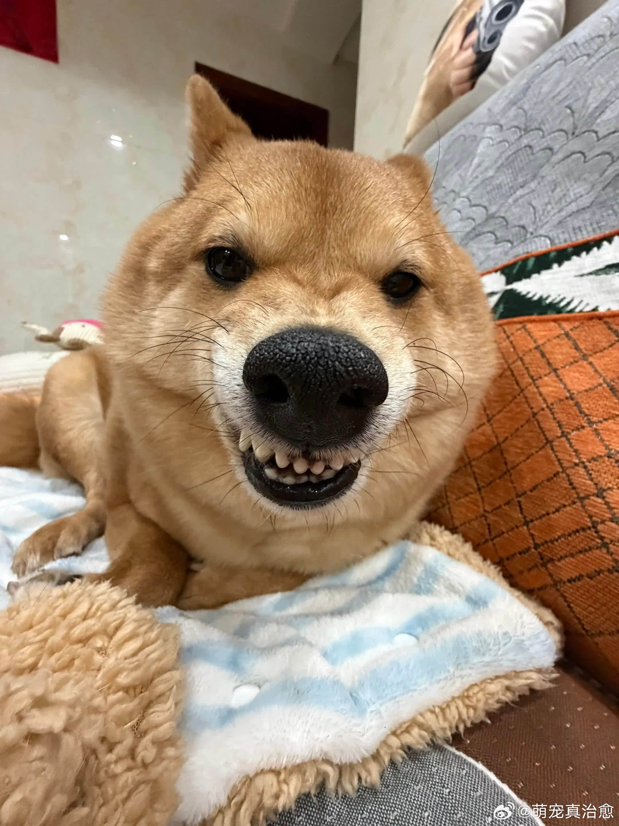 我说要环游世界 于是绕着你转了一圈☆*..˶>ᴗ<˶..*☆萌宠宠物