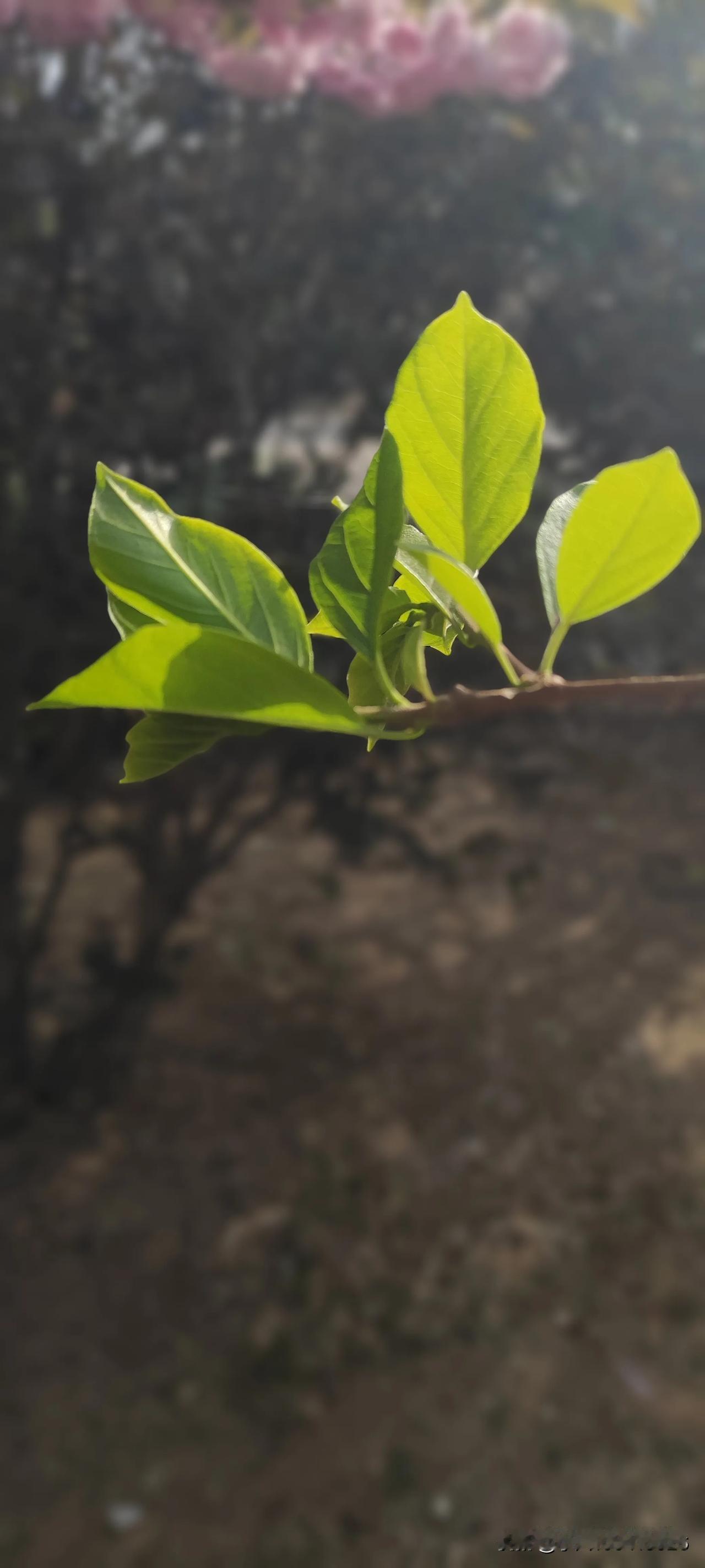 我挺佩服一些江湖混混，出来闯荡靠着两片嘴就能吃遍天下，哪怕是小鱼小虾，捞些蝇头小