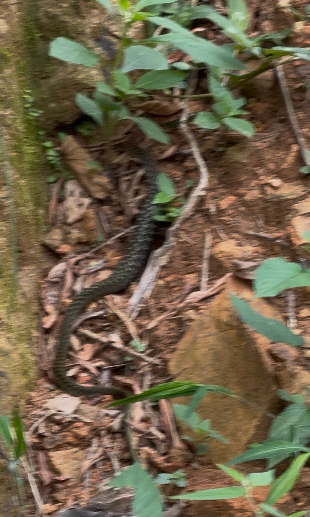 🐍🐍🐍 ​​​