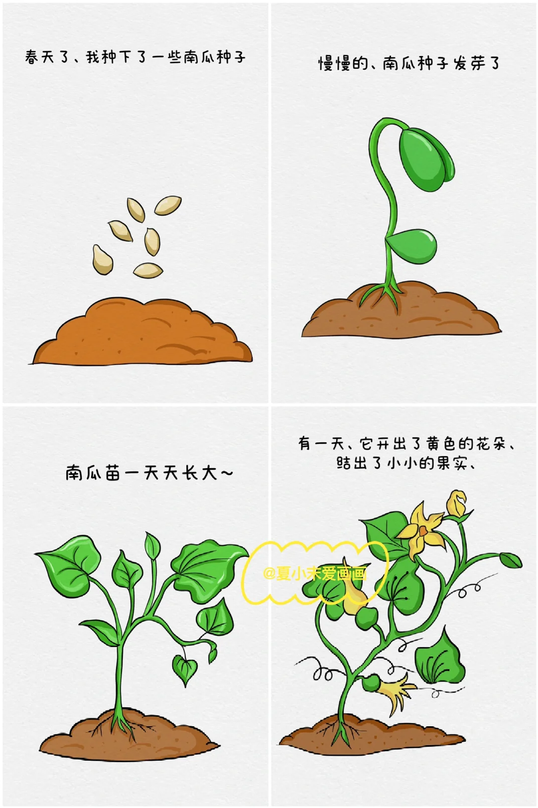 植物观察日记、南瓜简笔画