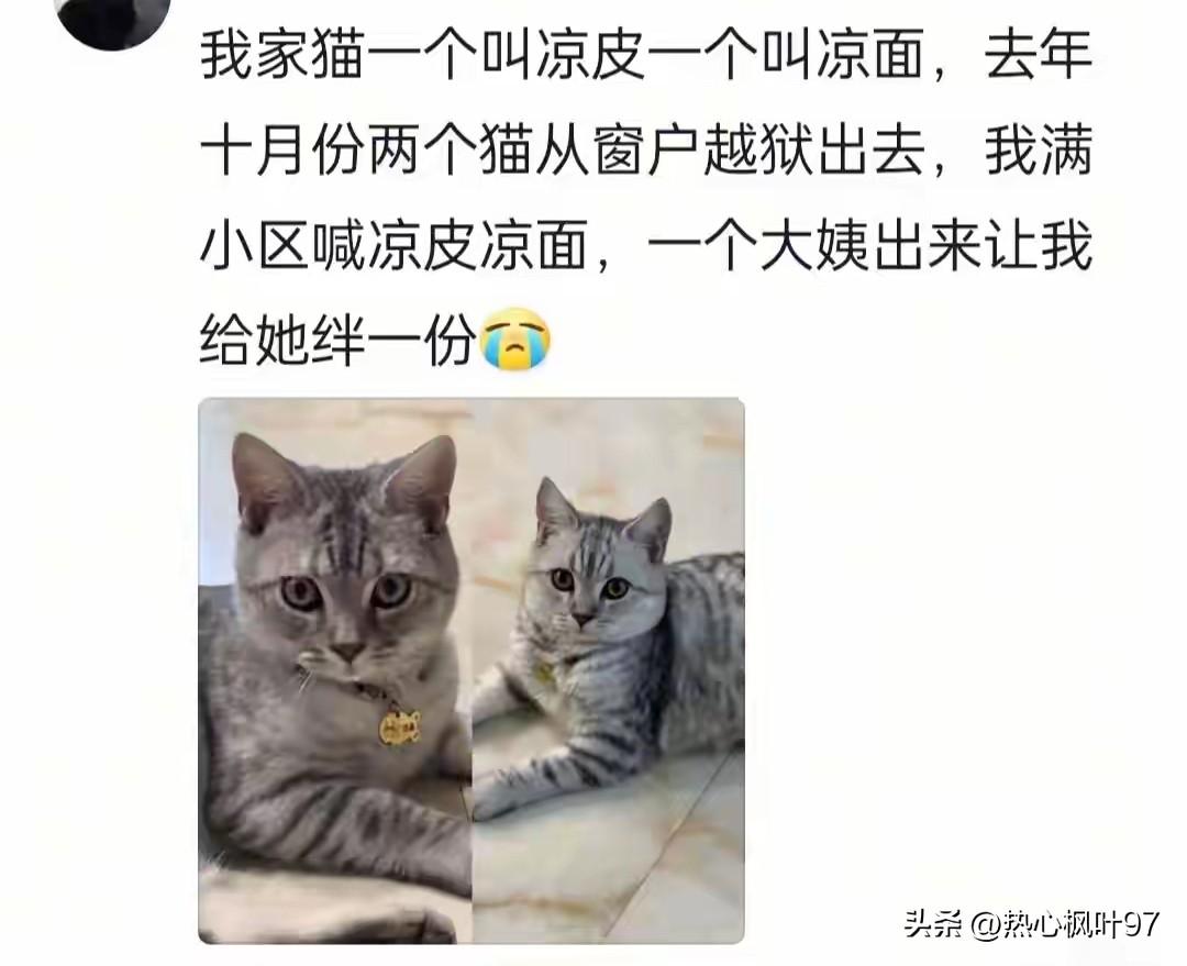 给宠物取名别乱玩梗！大街上一喊，社死到想原地消失
 
给宠物取名真的要慎重！别只