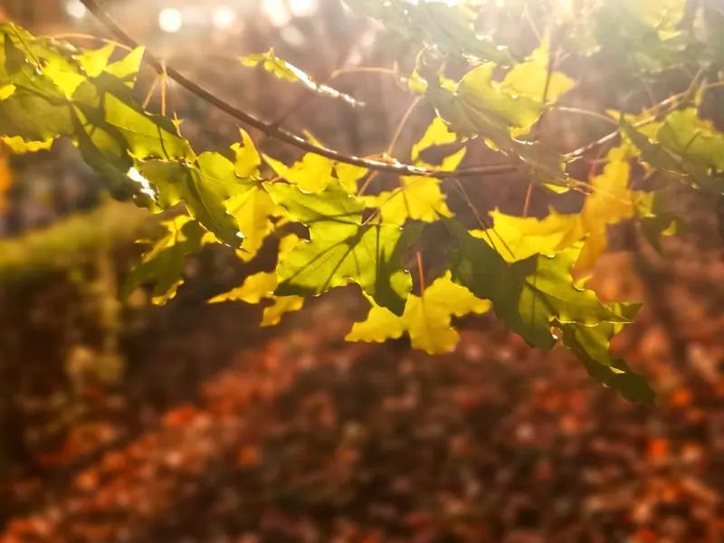 对待人生，乐观豁达和积极进取缺一不可。
乐观是困境中的希望之光。海伦·凯勒一岁半