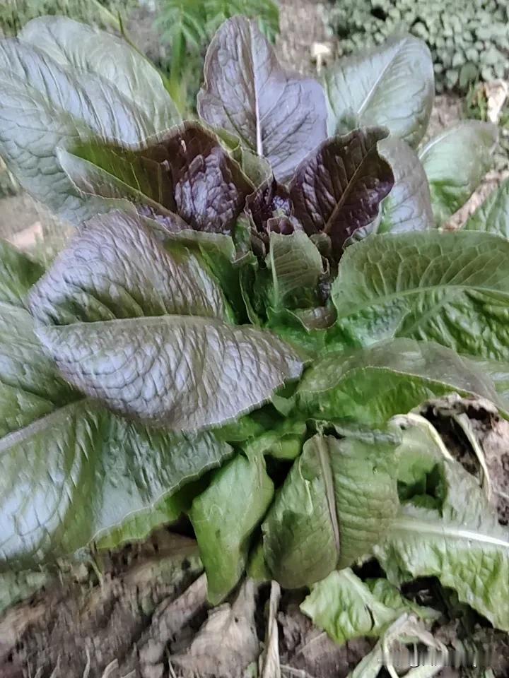 春天的季节马上就要置顶了，离立夏不远了，按中医的理论，春属木对应人体五脏六腑的肝