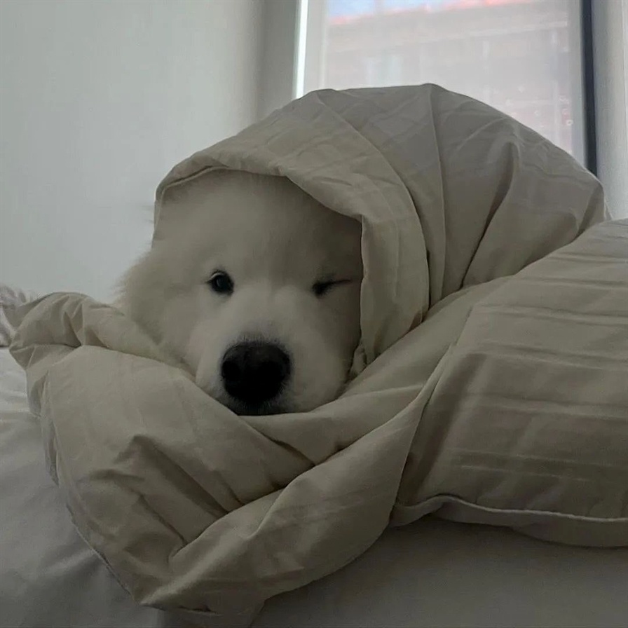快来吧！我已经暖好被子了耶 ​​​