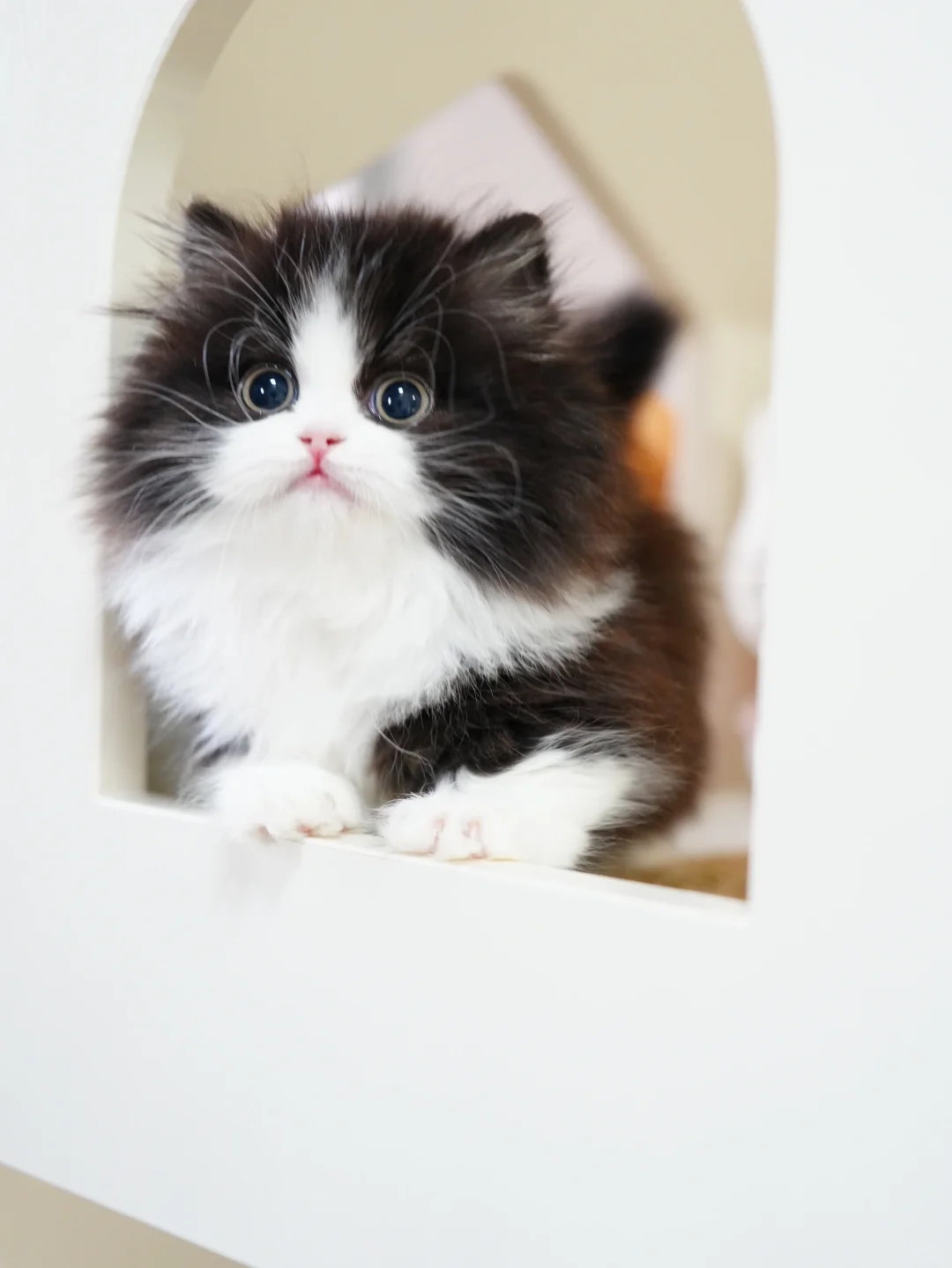 漫改小熊喵🐼 黑白米努特矮脚猫