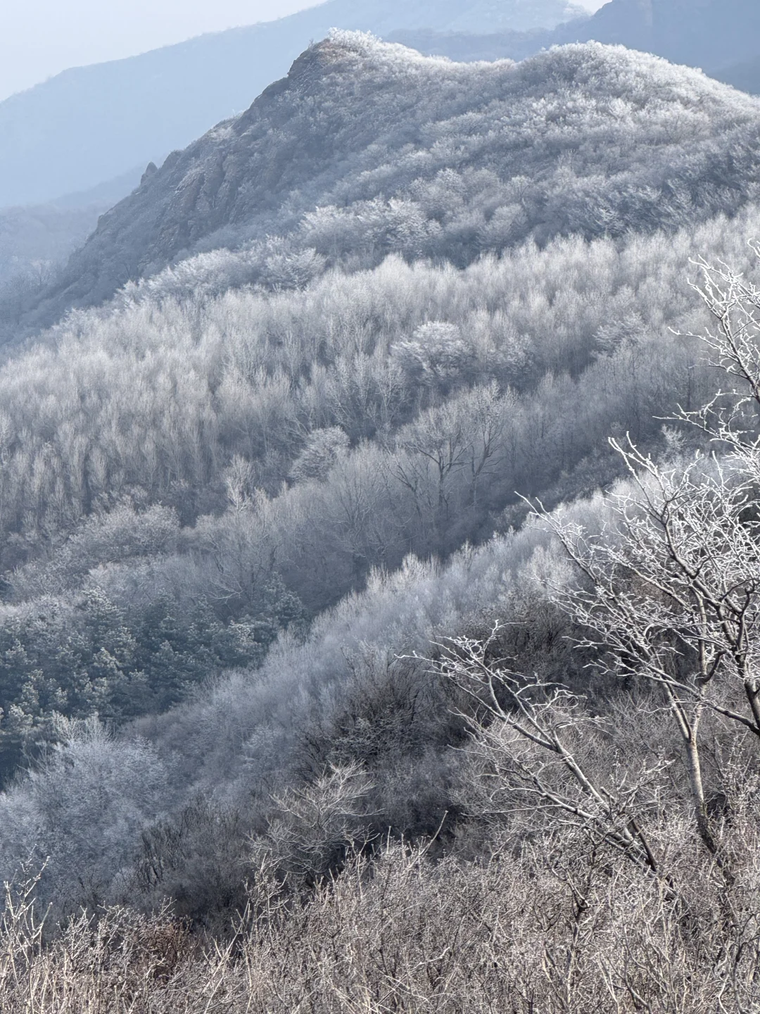 ❄️奇观！初三北京下雪后雾凇实况来了！