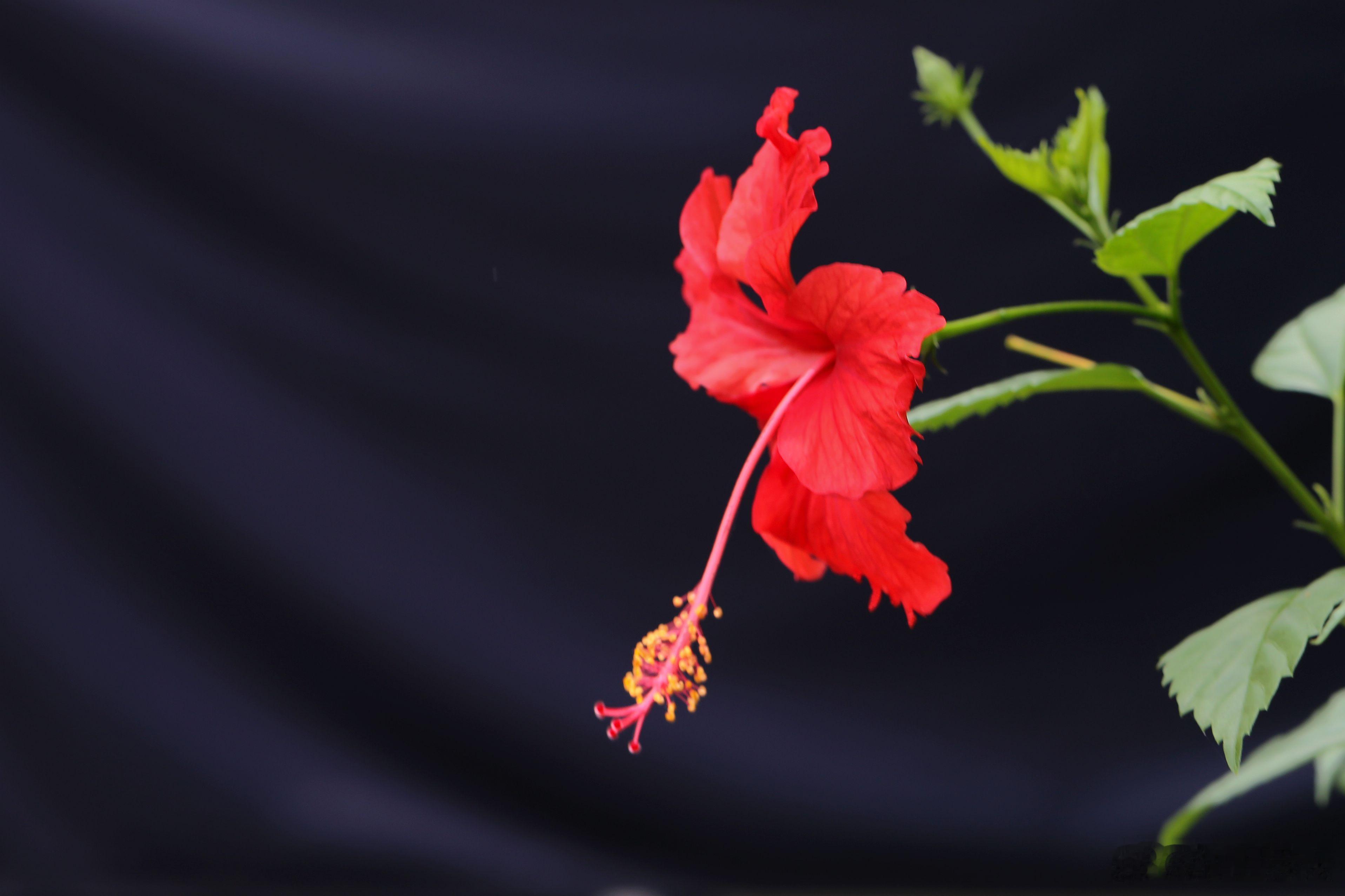百花图谱 【朱槿牡丹】 