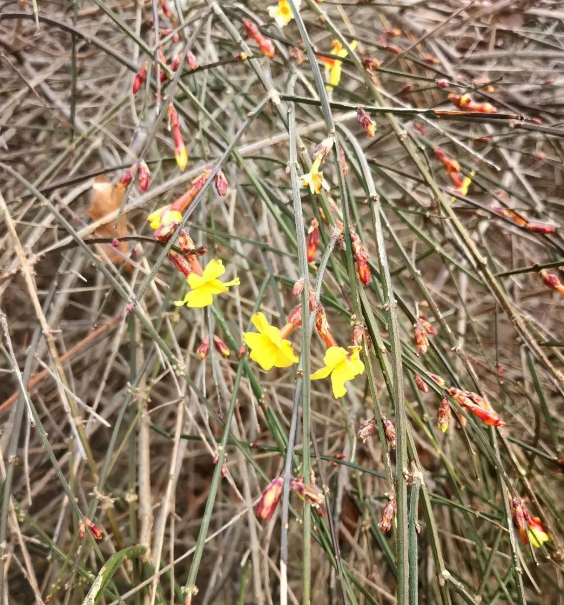 春日生活打卡季迎春花渐次开放，春光明媚，心情大好，无以言表。