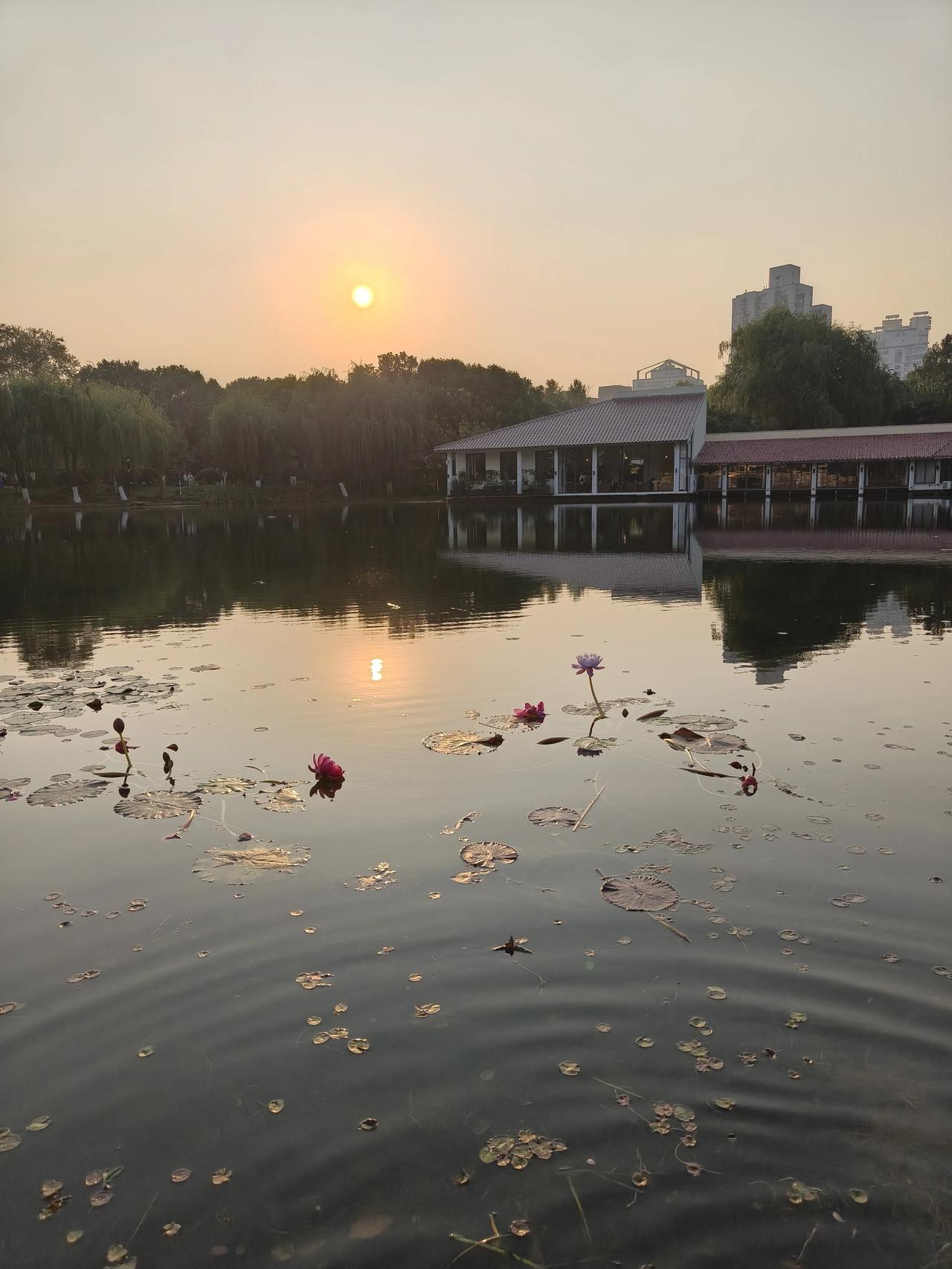 冬日公园散步随手拍实景图分享！

曲阳公园散步随手拍～🌲🌲🌸🌸🌿🌿?