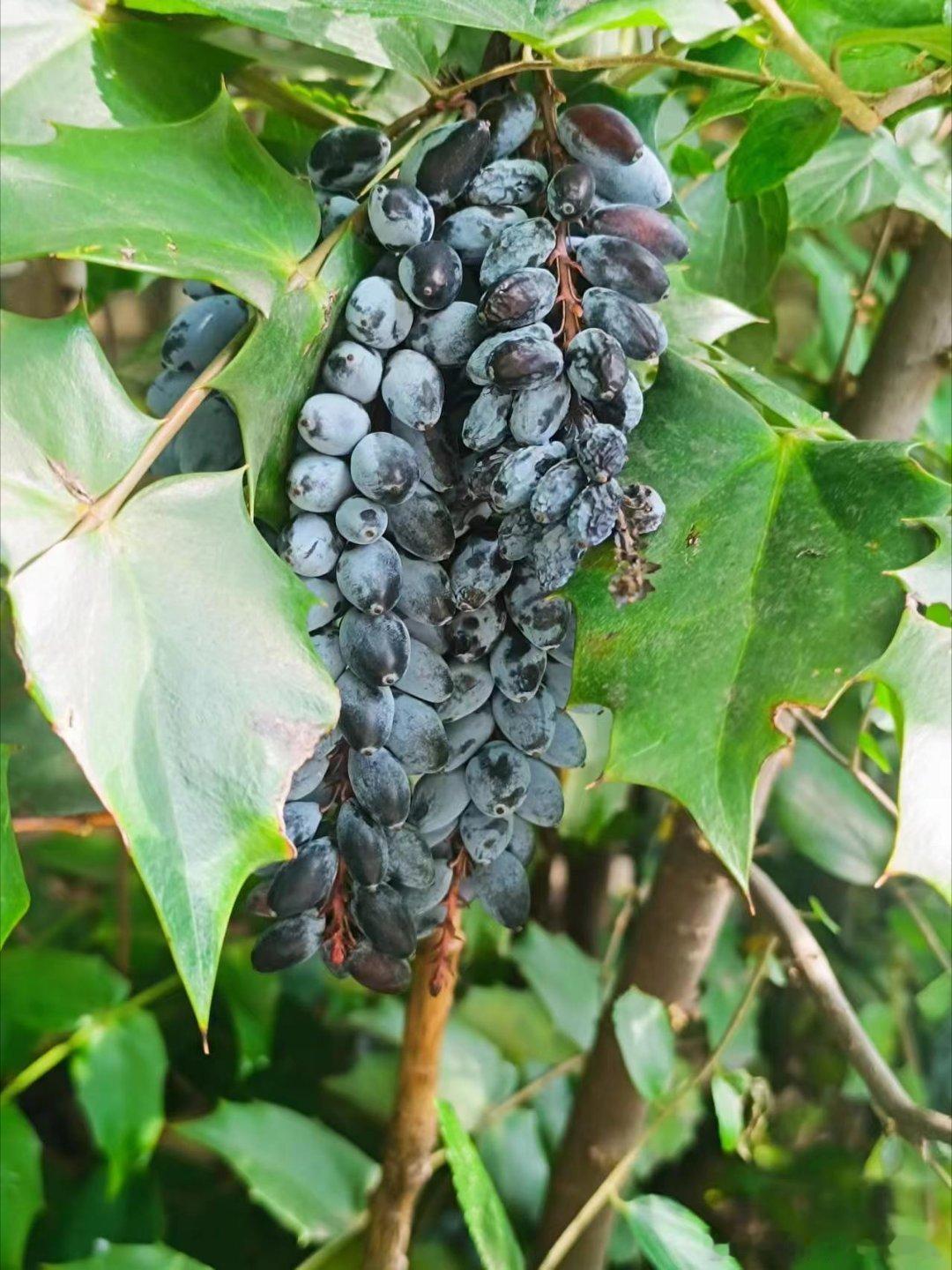 远看像葡萄，像蓝莓[嘻嘻] ​​​