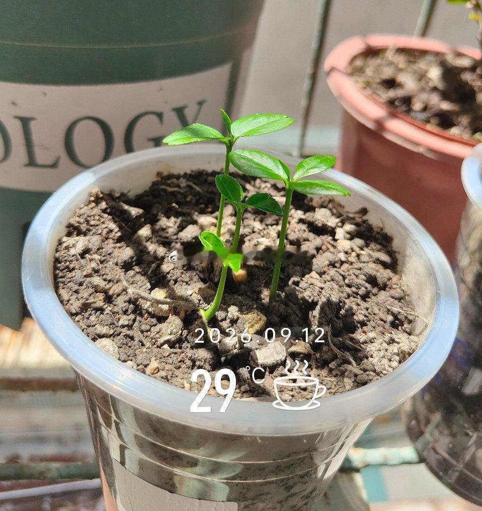 柚子果实发芽的第五天感觉好像有点密集了吧？算了，就让他们这样生长吧今天感觉是爸爸