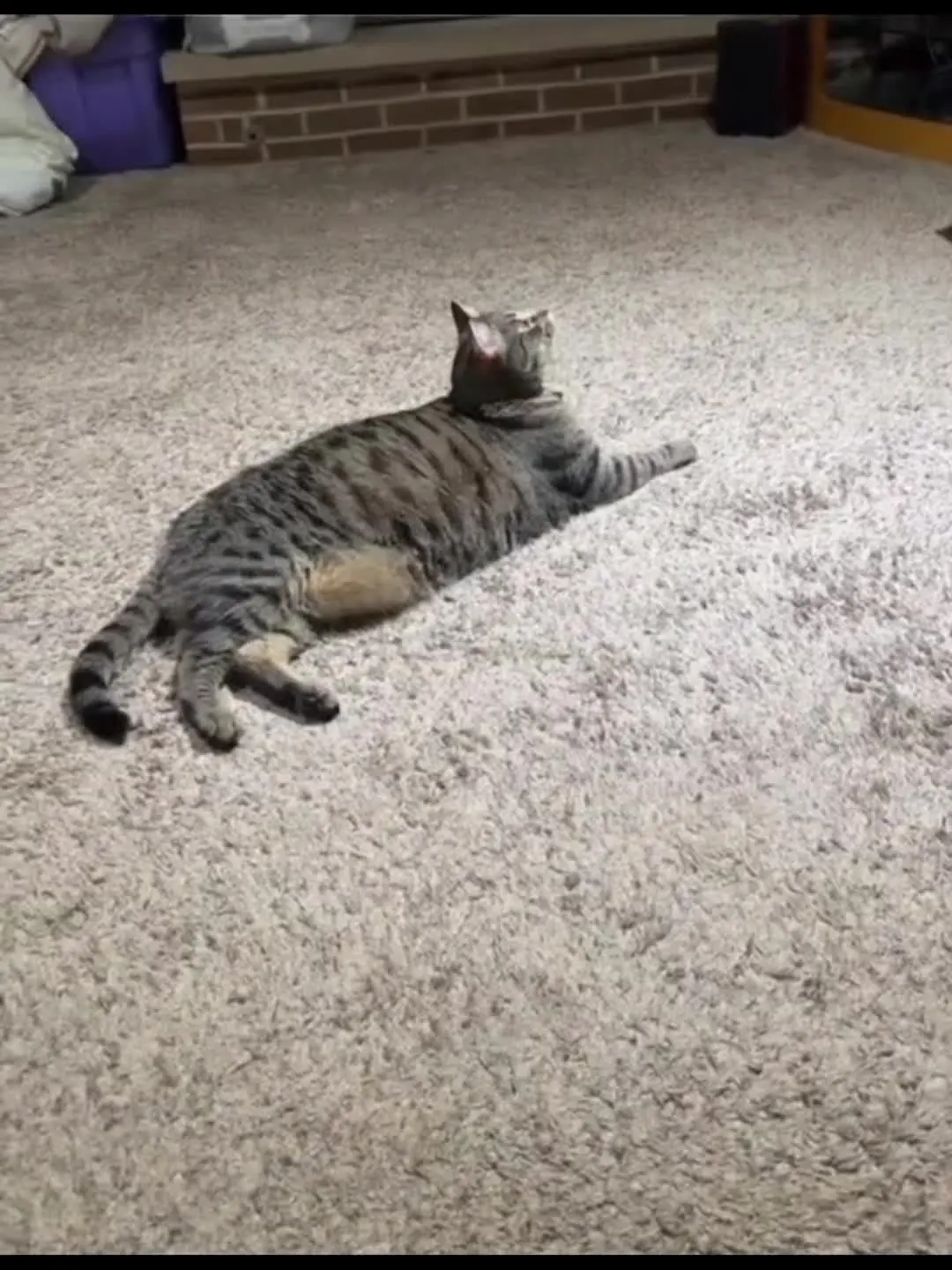 真当我家的猫粮是白吃的吗