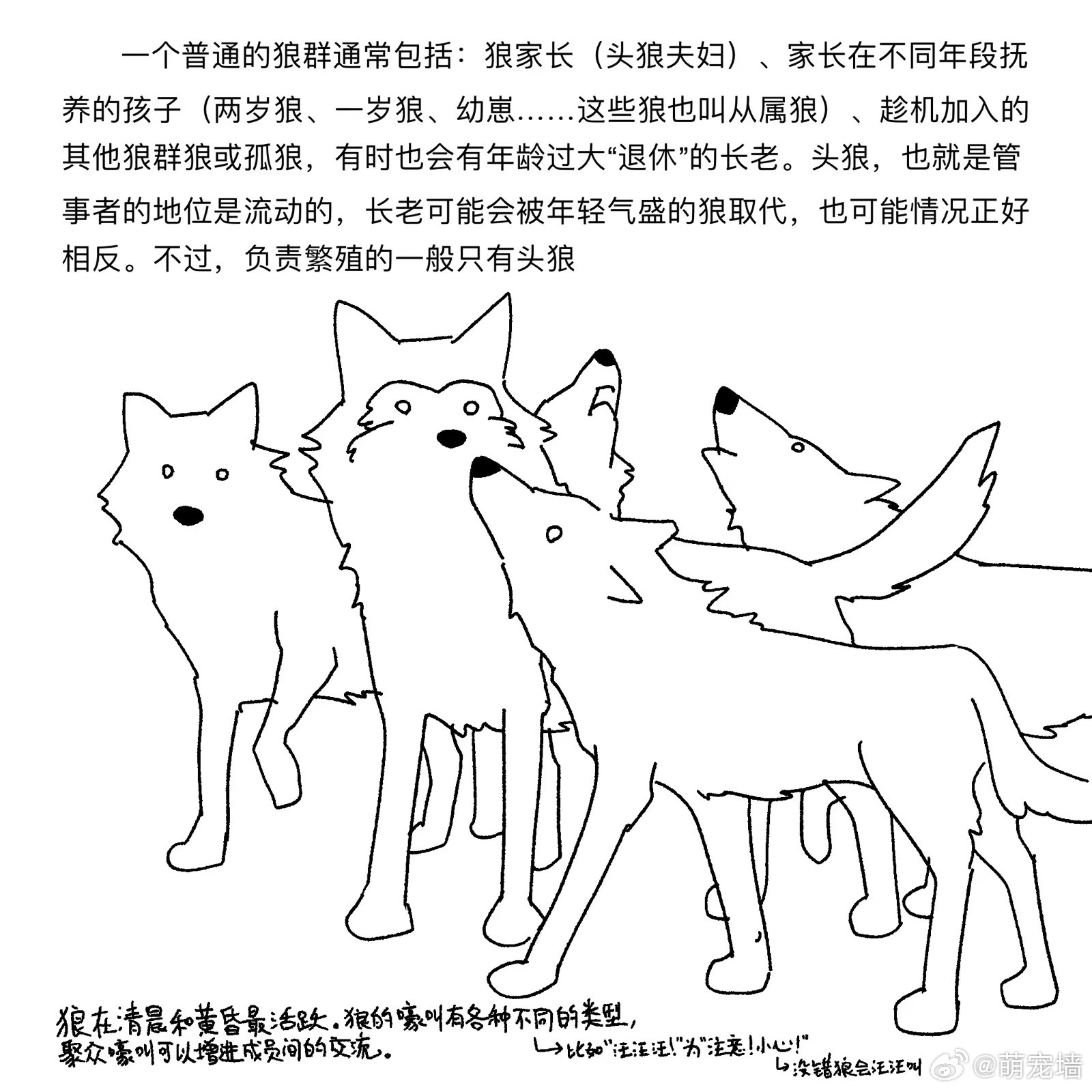 科普——狼的一生 