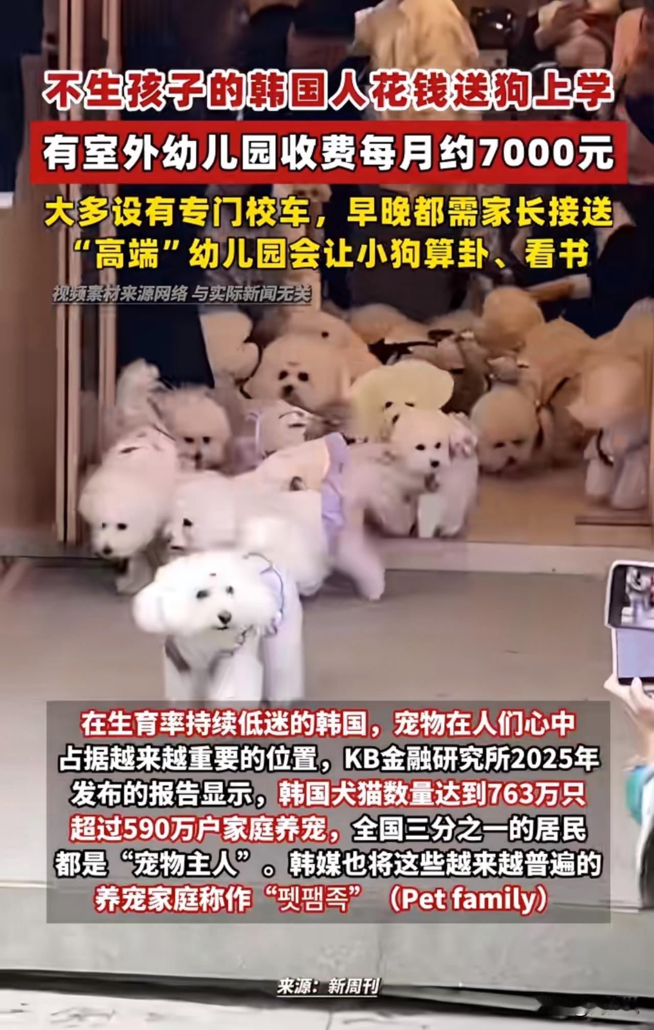 “韩国这波操作真的太颠覆认知！”据媒体报道，不生孩子的韩国人竟然花钱送狗上学，给