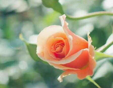 十二星座要是出现这些前兆，就说明ta真的累了[生病]给ta一个拥抱吧白羊座：对什