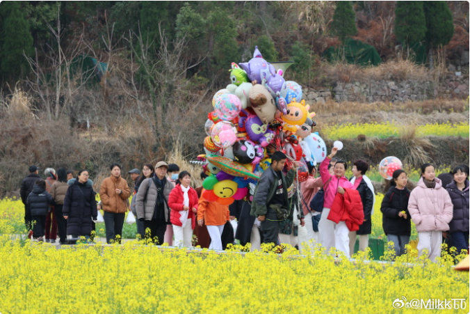 百亩油菜花让台州这个村开出共富花 花海映飞瀑 天台三新村以花为媒开出乡村共富新图
