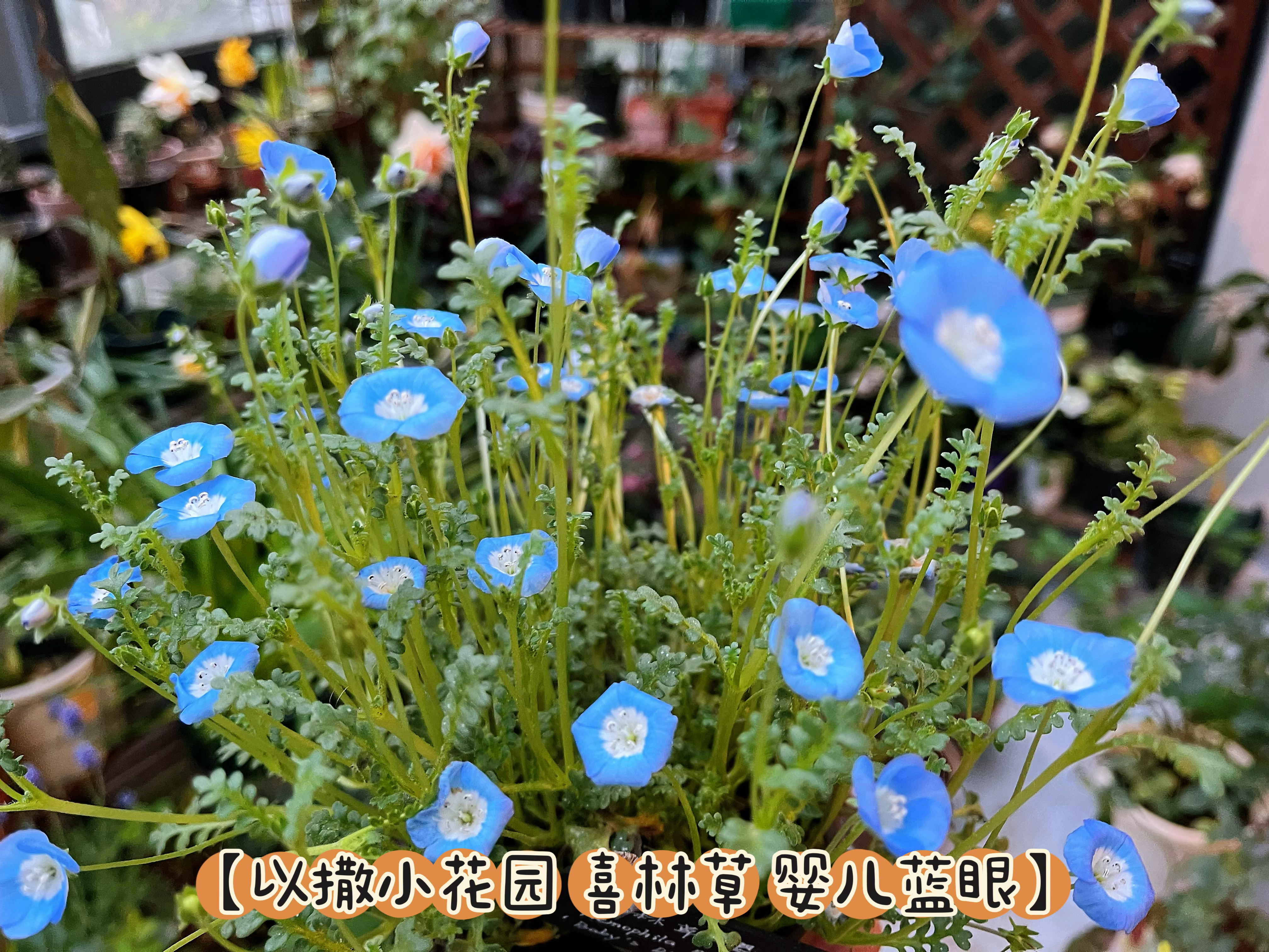 【以撒小花园 喜林草 婴儿蓝眼Nemophila menziesii】别名粉蝶花