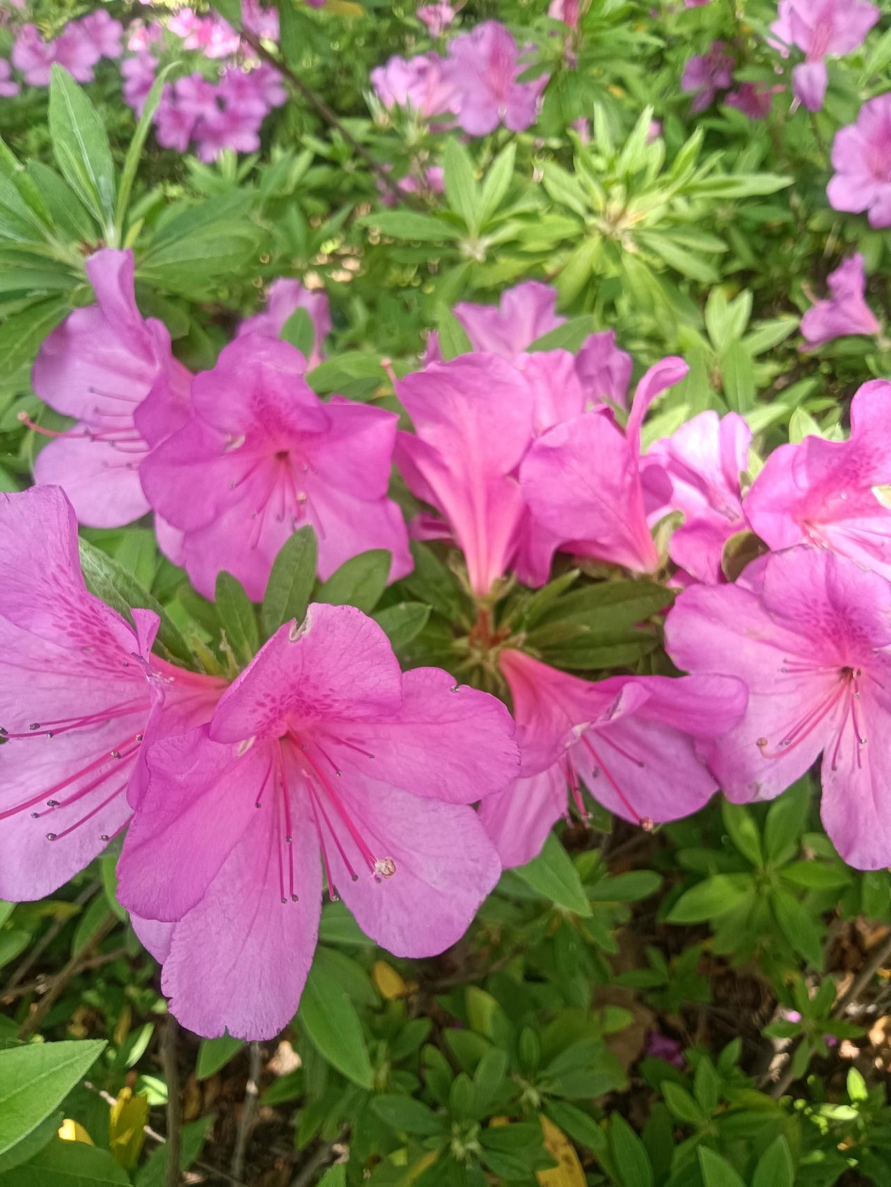 杜鹃花
文/李兴伟
花蕊纤长如线段，
萼片轻薄似绸缎。
繁花尽绽连成片，
粉艳娇