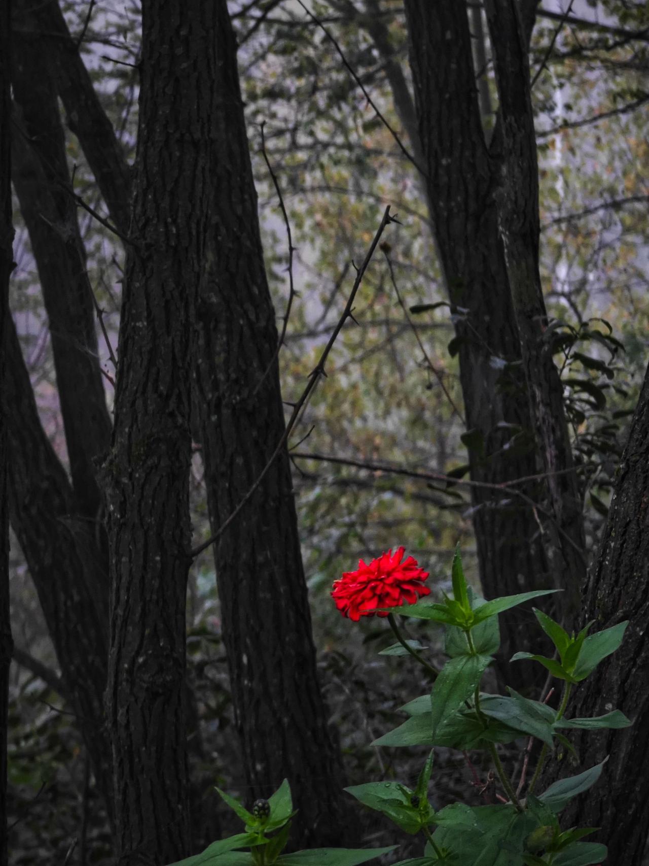 温柔的倔强秋日的诗和远方