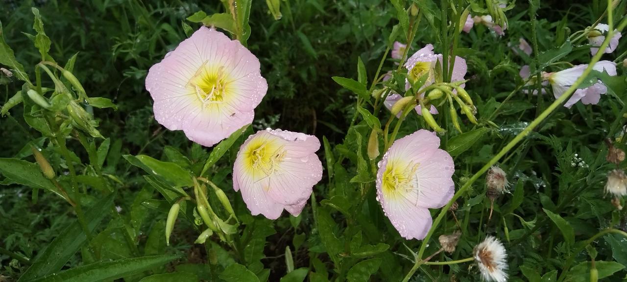 发一张你相册最近拍的花