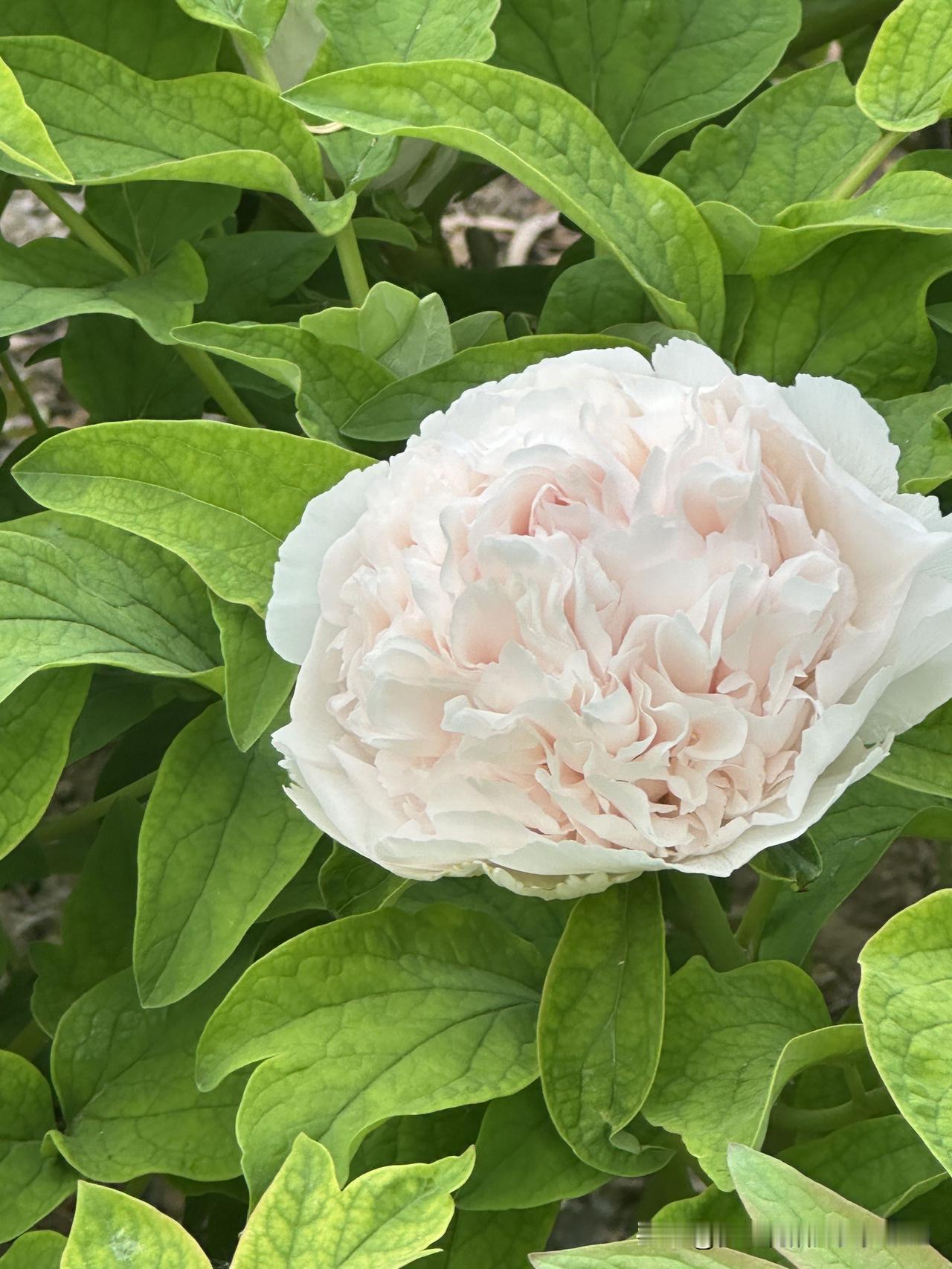 今天合作伙伴和我说
房东又问我们的房子租好了吗
还有半个月时间
虽然说也不急在这