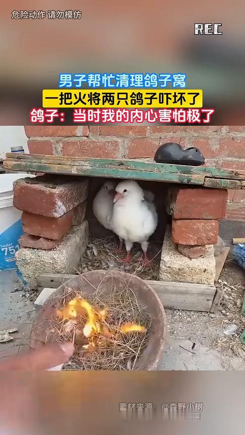 男子帮忙清理鸽子窝，一把火将两只鸽子吓坏了。鸽子：当时我的内心害怕极了。
森野小