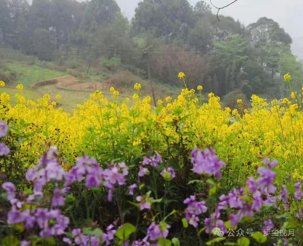 清江引·雨染新枝
雨润新枝春色满，
嫣红藏碧树。
蜂蝶自在飞，
双燕归来晚。
闲