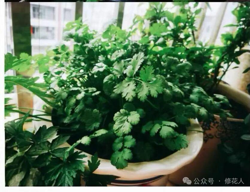 绿意盎然的室内花园，生机勃勃的绿植，让生活充满自然气息。你看阳台上的绿植长得真茂