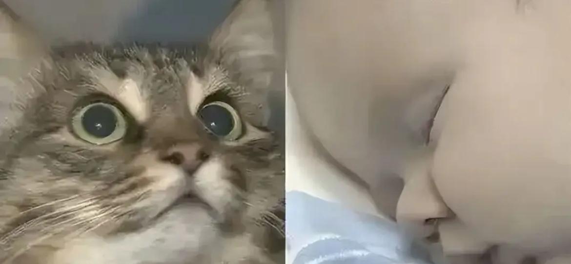 俄罗斯一只流浪猫火遍全球，连央视都报道了它。当地冬天极寒，好心人在楼道放了纸箱铺