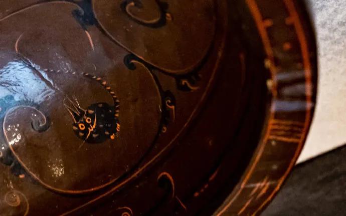 想过我们养的家猫是何时来到中国的吗？最新的古DNA研究给出了明确答案：直到唐代前