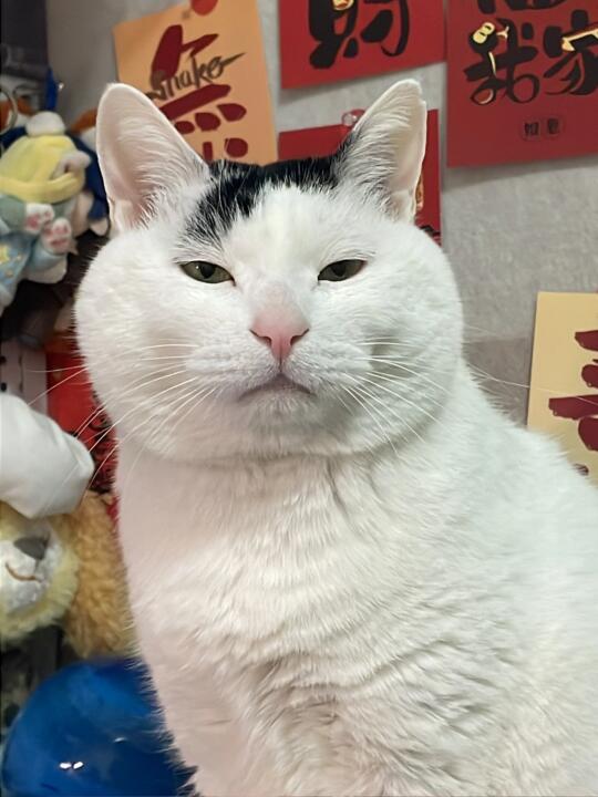 zei孩子一看就老实