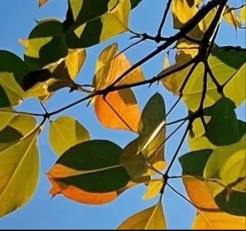 以善良为师，得到的是正义和正直的教诲，即使步履平凡，也不失不俗的境界。善良使人的