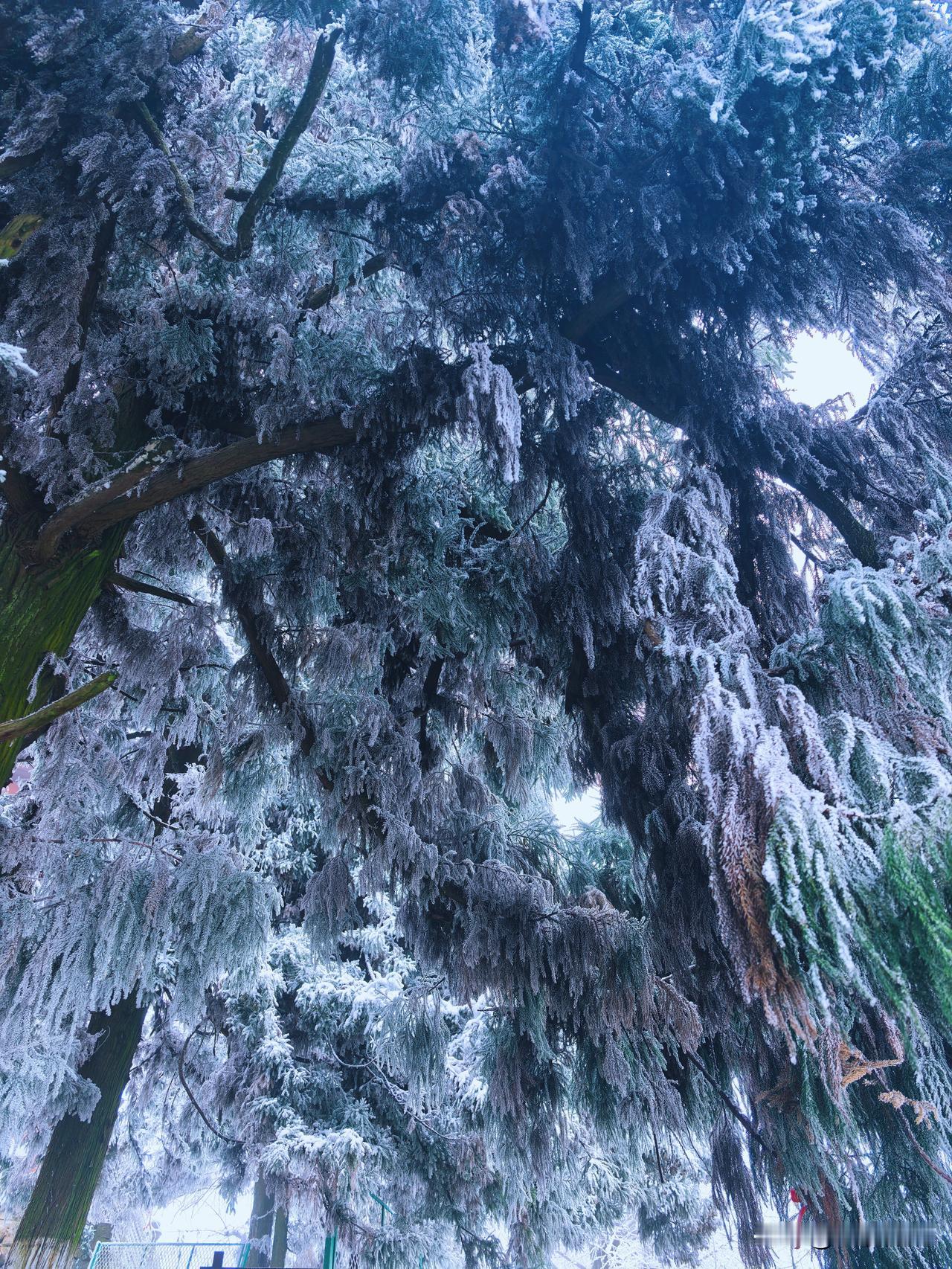 2026年第一次爬山，遇到了绝美雪景。元旦遇初雪，你们说，是不是我的幸运之年要来