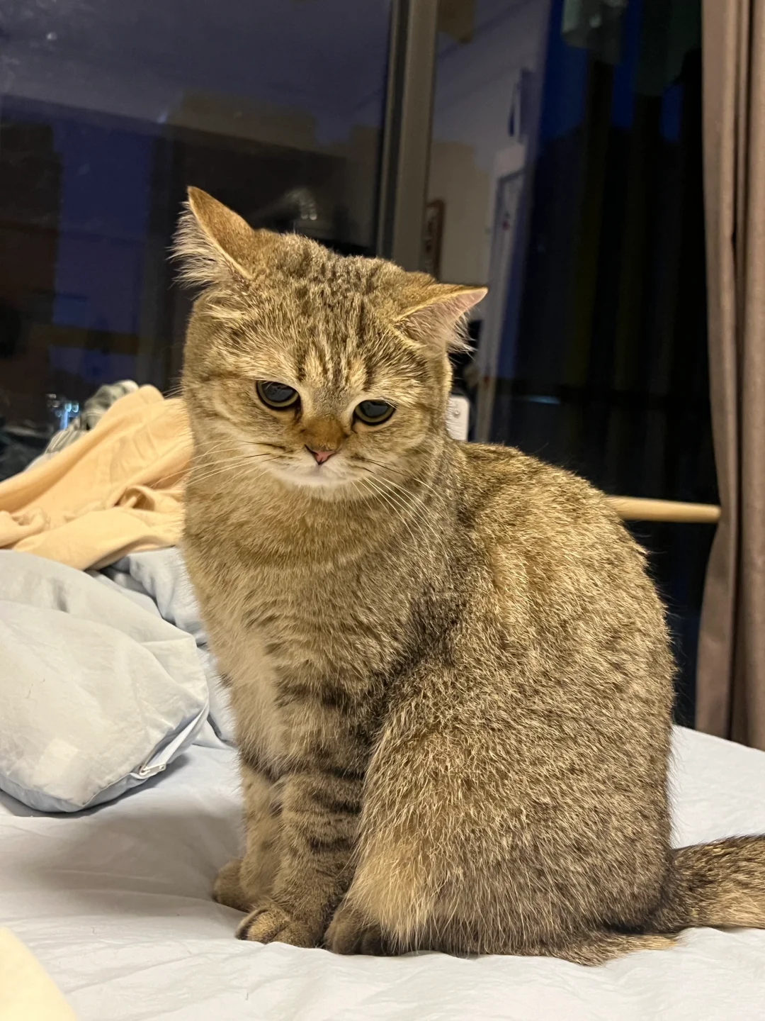 潦草小猫的蓝调时刻