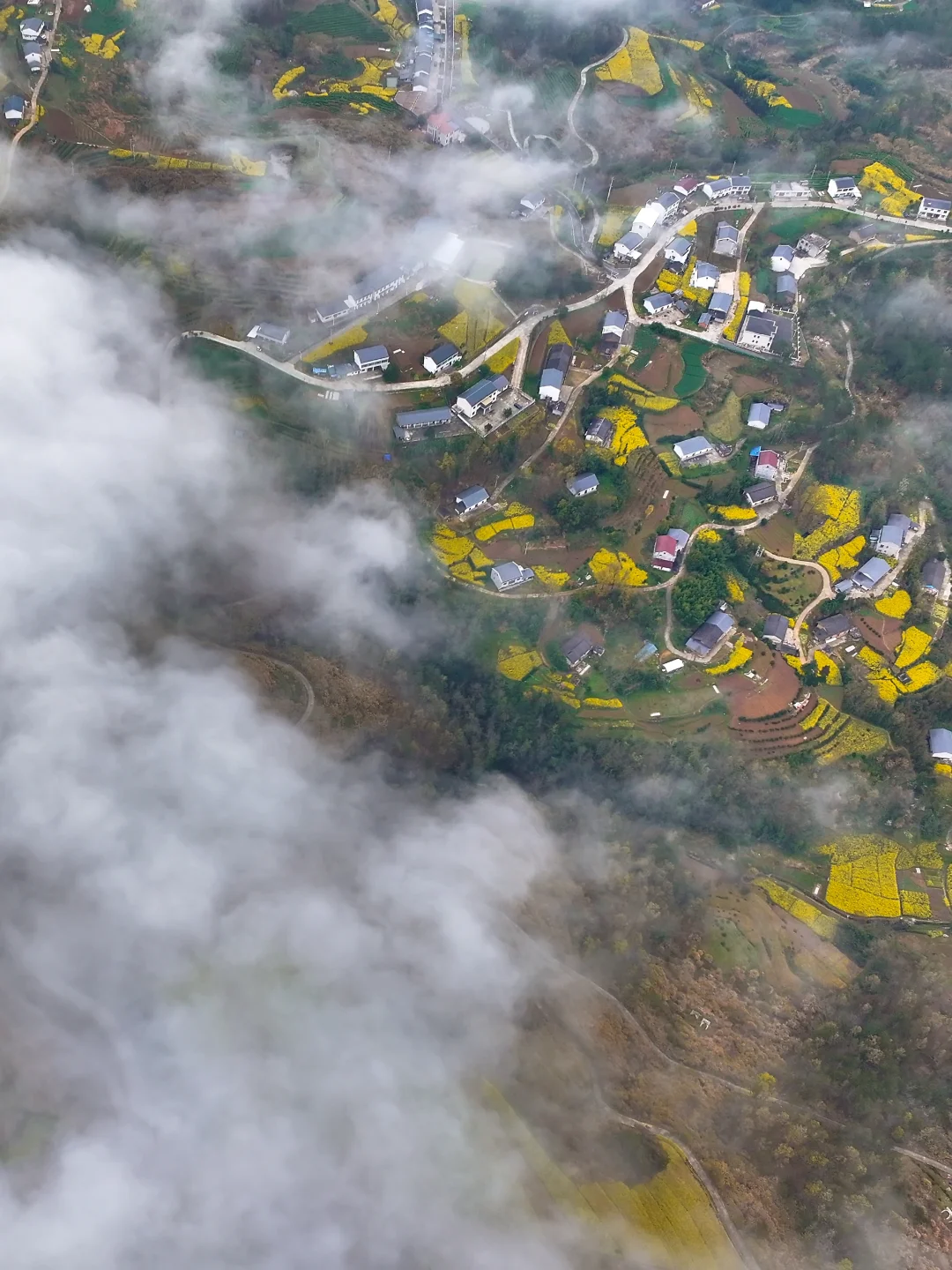 不去婺源，十堰也有自己的云上油菜花海