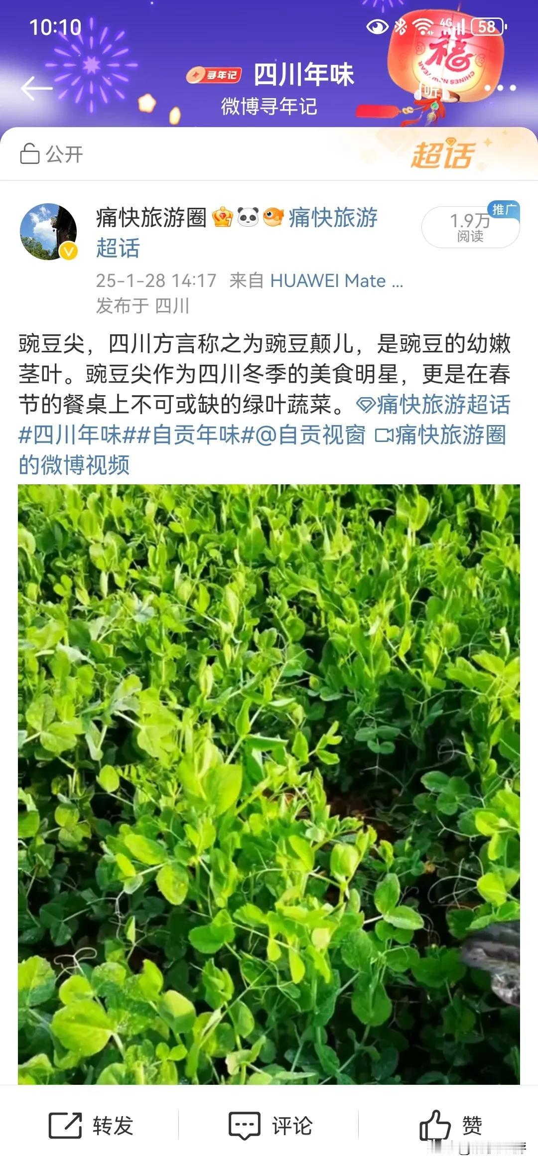 豌豆尖自带流量，未来“行走乡间•发现自贡”要加大关注生态农业[呲牙]