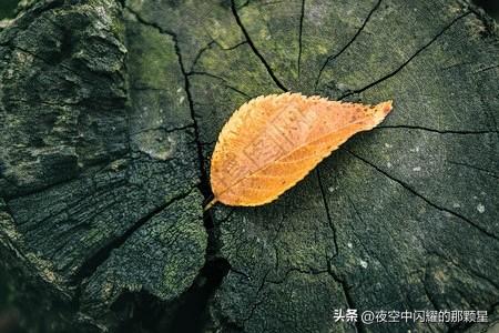 岁月教会我：不争不辩，自在心安；看淡得失，温柔自安。

不必讨好所有人，不必强求