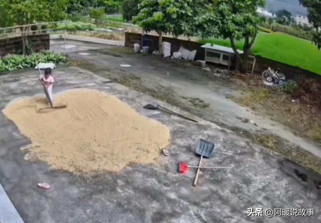 暴雨要来了，院子里还晒着稻谷，爸妈又不在家，5岁女孩急得直掉眼泪，边哭边收稻子。