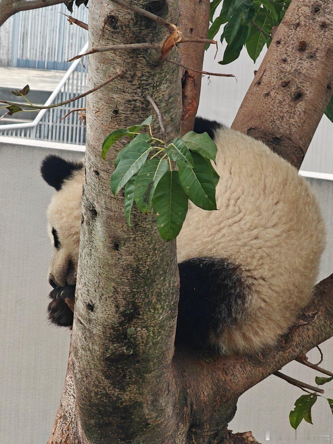 主打一个安逸 成都·成都大熊猫繁育研究基地