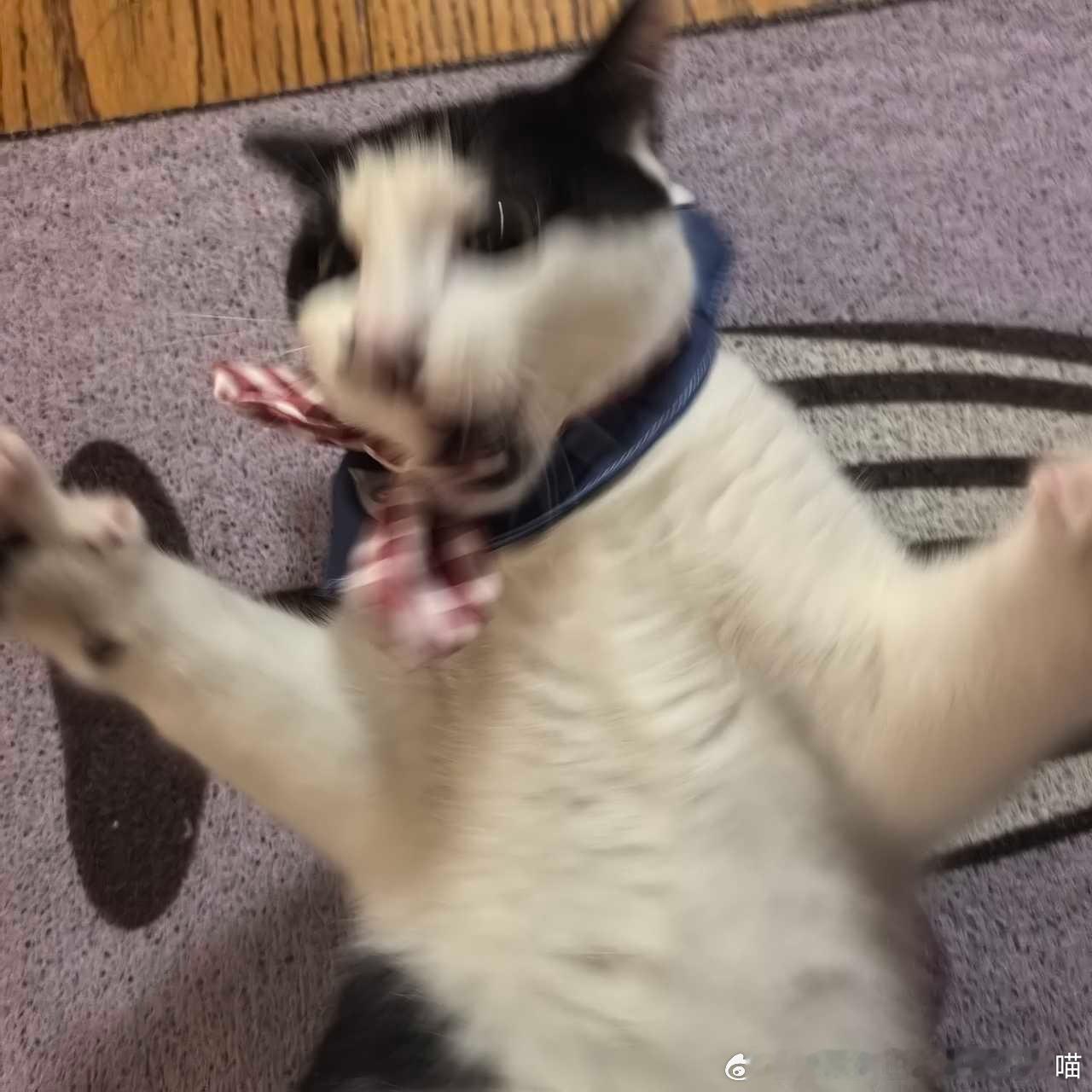 49568【丑猫】你好，咪不是很喜欢这个围脖 
