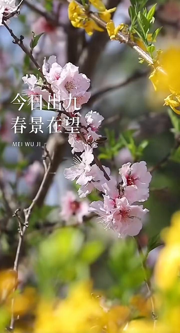 今日出九，春景在望。

九九尽，春归来，送你九个春消息：

·东风解冻
·细雨濯